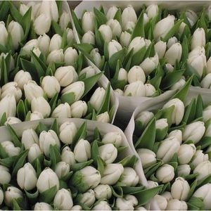 Meet your Posher, Nora